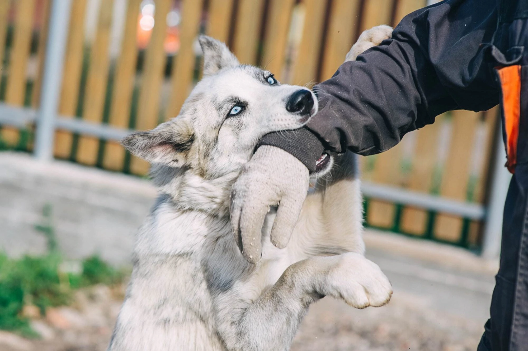 mordeduras de perro en California