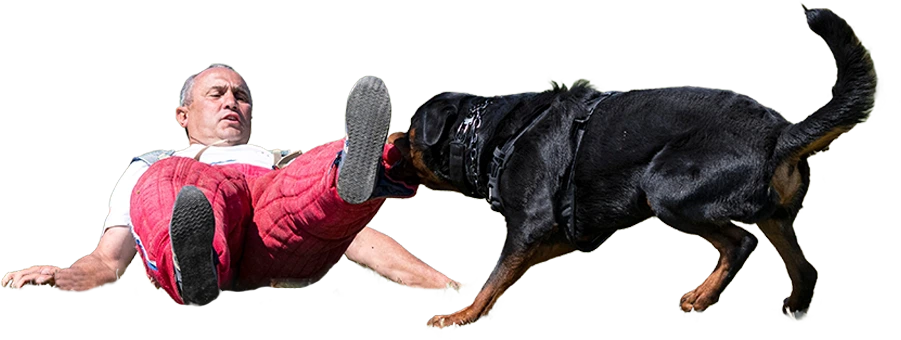 Dog Bite