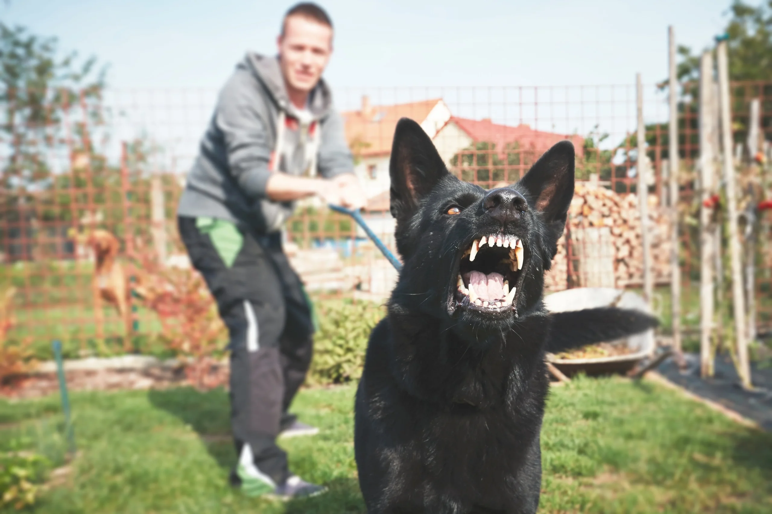 Dog-bitee