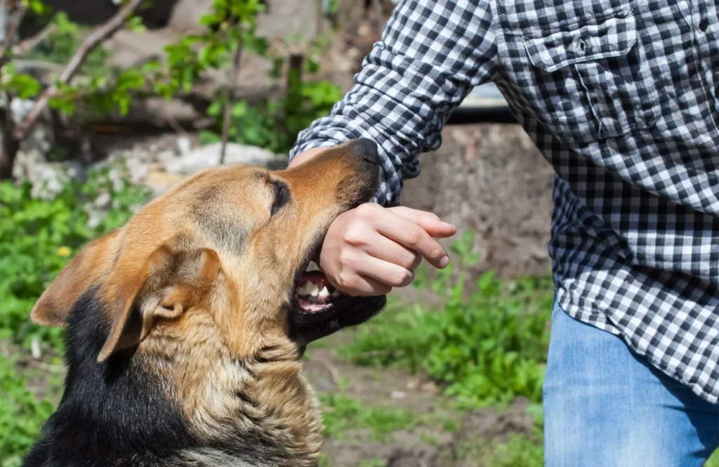 Dog Bite